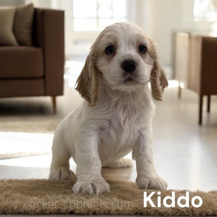 puppy, for, sale, Cocker Spaniel, Joe & Cherri  Overlease, dog, breeder, Miller, MO, dog-breeder, puppy-for-sale, forsale, nearby, find, puppyfind, locator, puppylocator, aca